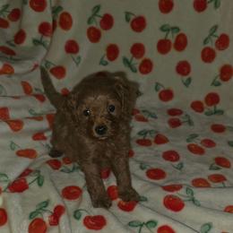 Levi - Red male Cavapoo puppy in Dewey, Oklahoma from Lebel Cavapoos