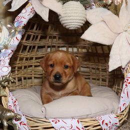 Blitzen-Gray boy - Yellow male Labrador Retriever puppy in Twin Falls, Idaho from Whispering White Pines Labradors