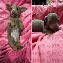 Isabella solid - Fawn (isabella) and tan female Dachshund puppy in Tracy, California from JnA Dachshunds