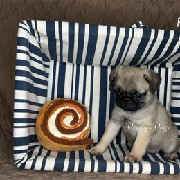 Ruth - Fawn female Pug puppy in Summerville, Georgia from Pearly’s Pugs & Pollywog Poodles