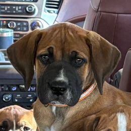 Devin Orange Collar - Irish marked male Boerboel puppy in Florida from CLAD Guard Boerboels
