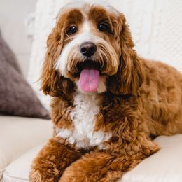 Demi - Australian Labradoodle