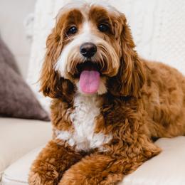 Demi - Australian Labradoodle