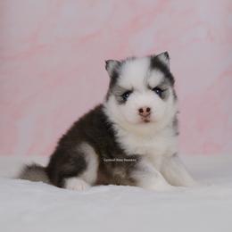 Miles - Black and white male Pomsky puppy in Loxahatchee, Florida from Cardinal Point Pomskies