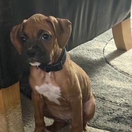 Kira - Fawn female Boxer puppy in Ocala, Florida from Bowers Boxers