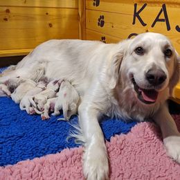 Golden Retriever Puppies from Kayla Prince