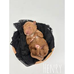 Henry - Red  male Goldendoodle puppy in Smithfield, Kentucky from KBK9 Kennels