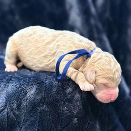 Jo Jo - Cream male Goldendoodle puppy in Houston, Texas from Were The Mack'Doodles