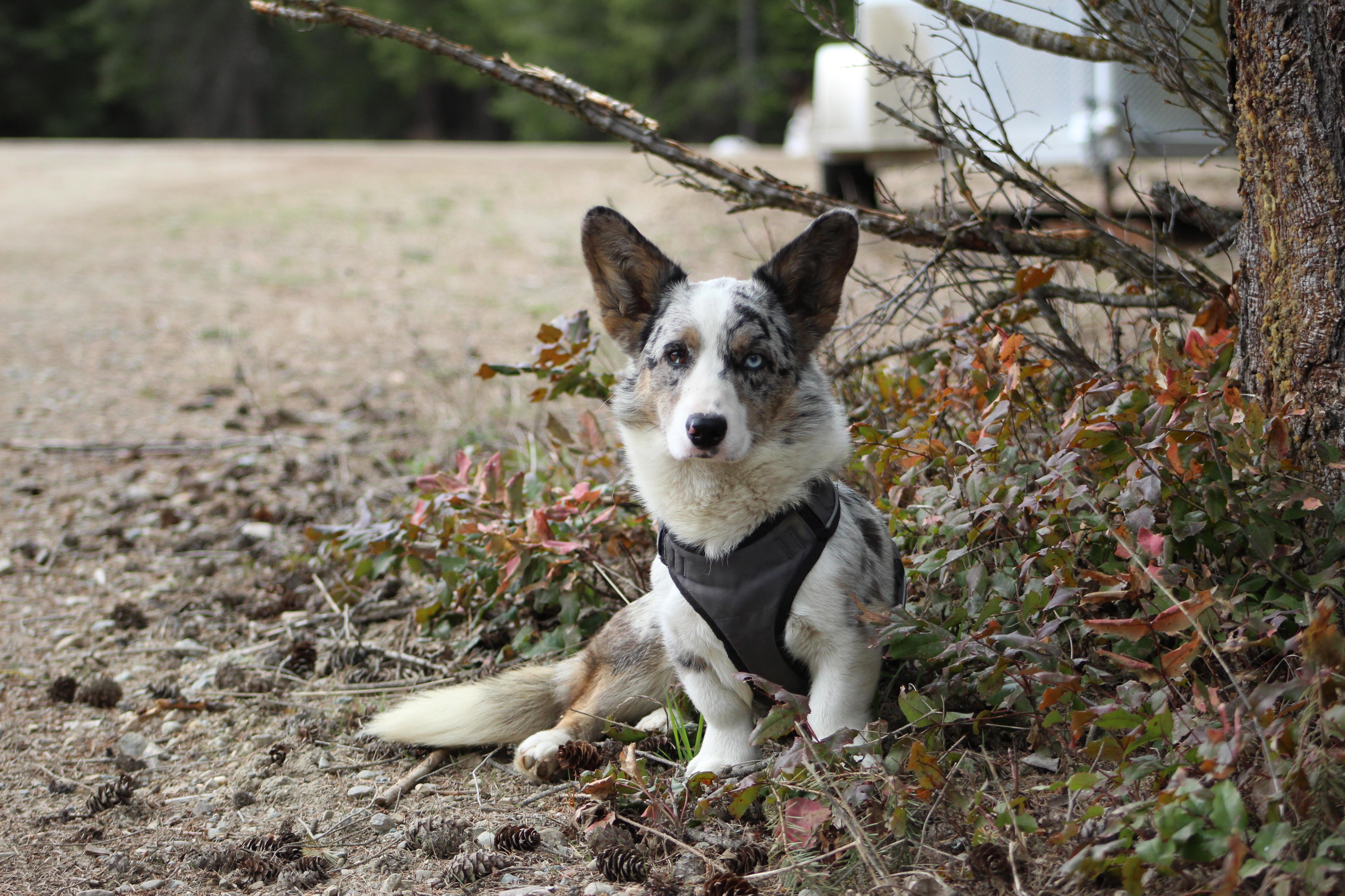 Big Sky Country Corgis in Montana | Cardigan Welsh Corgi and