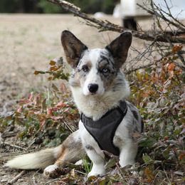 American Corgis and Cardigan Welsh Corgis from Big Sky Country Corgis