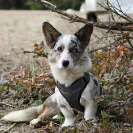 American Corgis and Cardigan Welsh Corgis from Big Sky Country Corgis