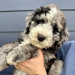 Big Red - Blue eyes Boy - Blue merle male Bernedoodle puppy in South Jordan, Utah from Ellas.Pups (Bernedoodles & Cavapoos)