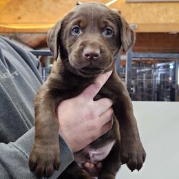 Frosty - Blue Collar - Chocolate male Labrador Retriever puppy in Boyd, Minnesota from Lindley Labradors