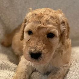 Poodles from LI Standard Poodles