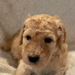Poodles from LI Standard Poodles