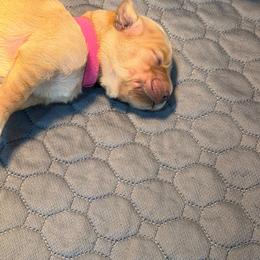 Pink Collar - Nova - Dark golden female Golden Retriever puppy in Evansville, Wyoming from Pura Vida Golden Retrievers