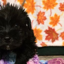 Miniature Schnauzers from BERNADETTE TOWNS