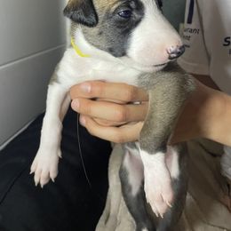 Greyhound Puppies from Angela Holtzen