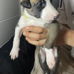 Greyhound Puppies from Angela Holtzen