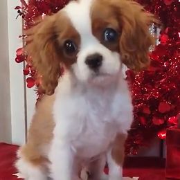 Howler - Cavalier King Charles Spaniel puppy from Skais the Limit Cavaliers