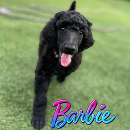 Barbie - Black female Poodle puppy in Nederland, Texas from Lingo Standard Poodles