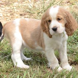 Iris - Lemon and white female English Springer Spaniel puppy in Central, South Carolina from SarMel
