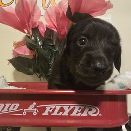 PEPPER - Black male Dachshund puppy in Poplarville, Mississippi from T's Kennel