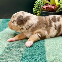 Asher - Red merle male Australian Shepherd puppy in Thornton, Colorado from 303 Aussies