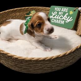 AKC boy 3 - Piebald male Dachshund puppy in Denham Springs, Louisiana from Mary's Mini Dachshunds