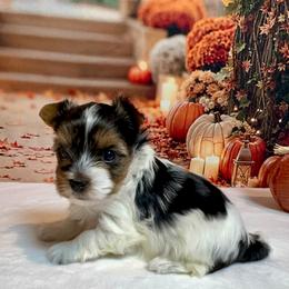 Ivy. 5200 - Black tan and white female Biewer Terrier puppy in Nicholls, Georgia from Southeast Biewers