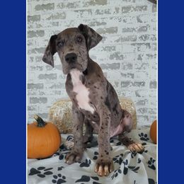 Boy 4 - Mantle merle Great Dane puppy in Gonzales, Louisiana from Anstatt House Of Danes
