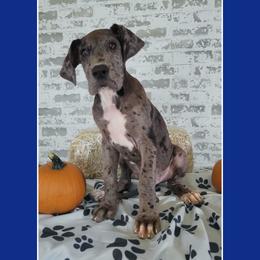 Boy 4 - Mantle merle Great Dane puppy in Gonzales, Louisiana from Anstatt House Of Danes