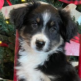 Miniature Australian Shepherds from A&L Farms