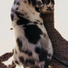 Blue Harlequin 1 - Harlequin male Great Dane puppy in Devine, Texas from Texas Devine Danes & Aussies