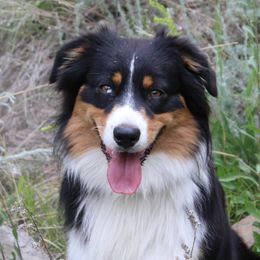 McGruff - Miniature American Shepherd