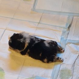 Australian Shepherd Puppies from Triple M Aussies