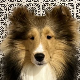 Stevie - Shetland Sheepdog