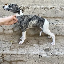 Anne - Whippet puppy from Ivanhoe Borzoi