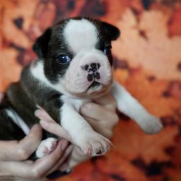 Boston Terrier Puppies from Piper Hill Bostons