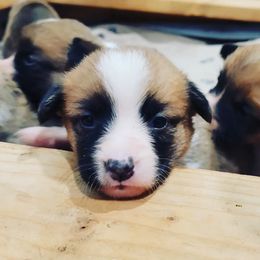 Beagle and Pembroke Welsh Corgi Puppies from Country Acres Farm