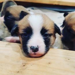 Beagle and Pembroke Welsh Corgi Puppies from Country Acres Farm