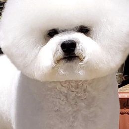 Bichon Frises from Lori's Bichon Frise
