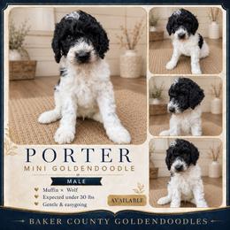 Porter - Parti male Goldendoodle puppy in Macclenny, Florida from Baker County Goldendoodles