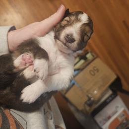 Shetland Sheepdog Puppies from Fawn Lane Shetland Sheepdogs