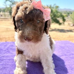 Ranger (vChris) - Parti female Poodle puppy in Meadowbrook, California from Standard Poodle Pups