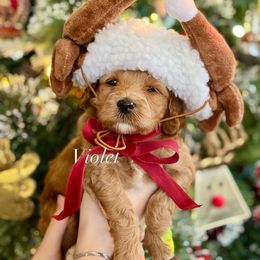 Violet (purple collar) - Red  female Goldendoodle puppy in Murfreesboro, Tennessee from Cherry Lane Farm Doodles