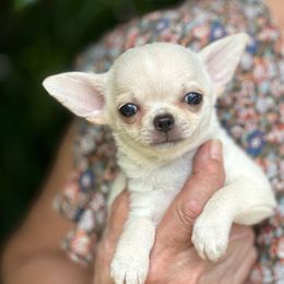 Faith - Cream female Chihuahua puppy in Allentown, Pennsylvania from Tsunami Cockers & Chihuahuas