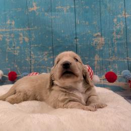 Ace - Cream male Dachshund puppy in Dothan, Alabama from Hot Diggity Doxies of Dothan