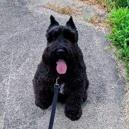Preacher - Miniature Schnauzer