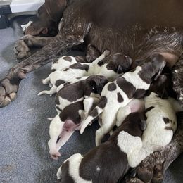 German Shorthaired Pointer puppies from Lauren Kennedy